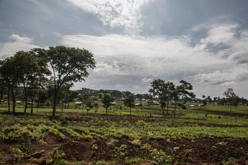 Reprise des destructions de champs au camp de réfugiés de Nduta en Tanzanie